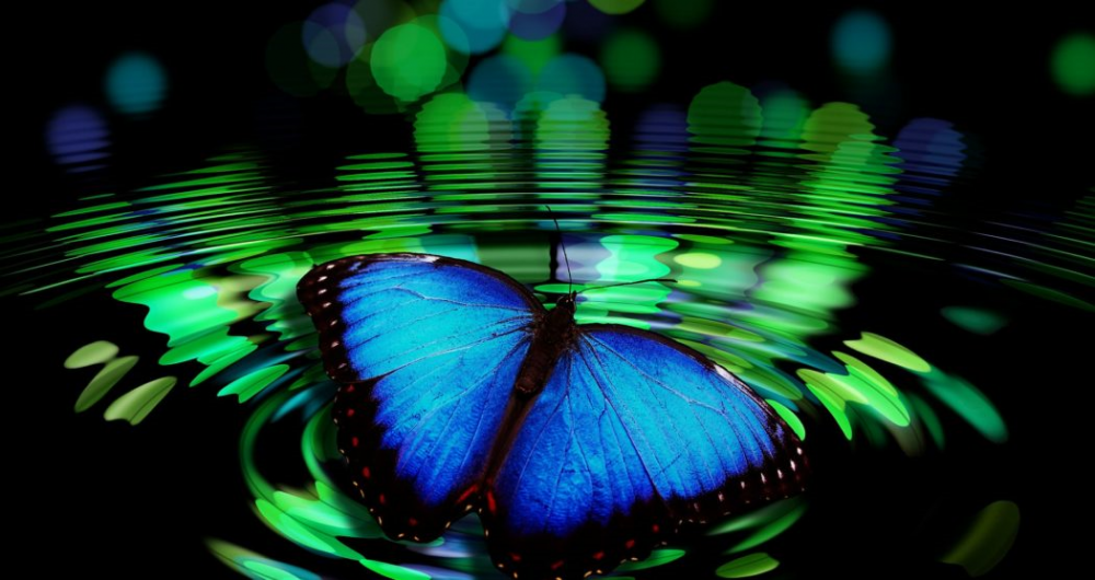 Spirituele betekenis van een vlinder