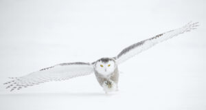 Leren leven op de vleugels van jouw eigen vlucht